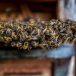 SUMM - Eine Abenteuerreise ins Bienenland - Bienenstock